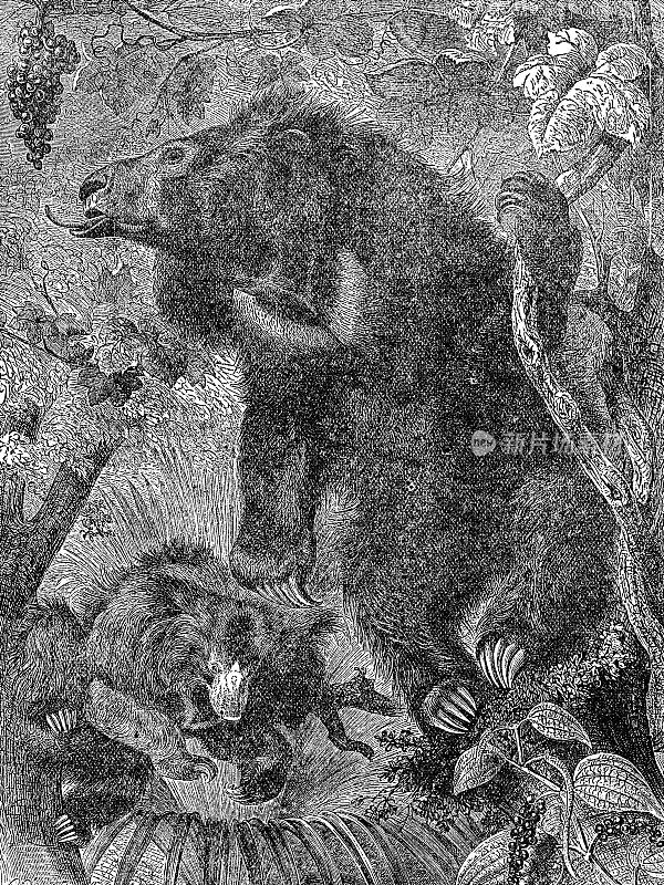 树懒熊(Melursus Ursinus) - 19世纪